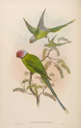 Palaeornis cyanocephalus